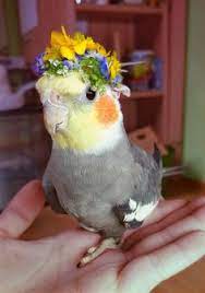 Cockatiels (nymphicus hollandicus) and parakeets (melopsittacus undulatus), native to australia. 900 Cute Cockatiels Ideas In 2021 Cockatiel Pet Birds Parrot