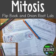 We did not find results for: Mitosis Flip Book And Onion Root Lab By Crazysciencelady Tpt