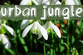 Please, talk with the author for commercial use or for any support. Urban Jungle Font Ffonts Net