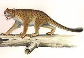 Marsupial Lion Thylacoleo Carnifex Prehistoric Animals Extinct Animals Ancient Animals