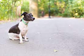 Dog's bad behavior out of hand? Why Do Dogs Bark At Strangers Barkpost