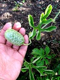 Image result for Cucumis engleri
