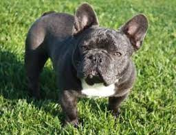 Enjoy our pictures & videos❤️ visit us online: Driscol S Blue Genes French Bulldog Breeders In Iowa Breeder Of French Bulldogs Baby Animals Baby Animal Prints French Bulldog Breeders