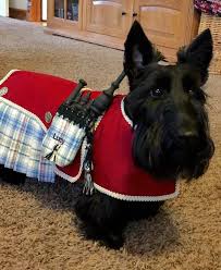 Scottish Terrier Dog Wearing A Kilt Bagpipes Terriers Scottie Dog Scottish Terrier Puppy Scottish Terrier