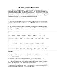 Why does dna need to replicate? 27 Dna Replication Worksheet Answer Key Worksheet Resource Plans