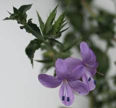 Image result for Barleria tanzaniana