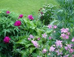 Kombinationspartner Fur Pfingstrosen Seite 1 Gartenpraxis Mein Schoner Garten Online Garten Gartenarbeit Pfingstrosen