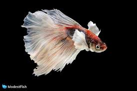 These fish are marketed as different types of betta fish but in fact they are simply color variations that can be found in many varieties. 13 Types Of Betta Fish Includes Video Of The Rarest