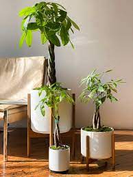 The leaves will indicate what it needs and what you should change in your care regimen. Braided Money Tree Plant Care Tips And More All Posts La Residence