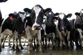 How much does it cost to butcher a cow nz. How Much Does It Cost To Butcher A Cow Nz