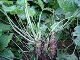 Check spelling or type a new query. 100 Pcs Wasabi Seeds Japanese Horseradish Vegetable Herb Spice Diy Home Plant So Vegetable Seeds Home Garden