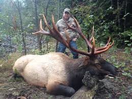 Roosevelt elk inhabits the pacific coast forests in the usa and canada. Guided Roosevelt Elk Hunting In Bc Coastal Inlet Adventures