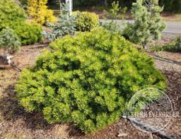 Image result for Hunteria densiflora