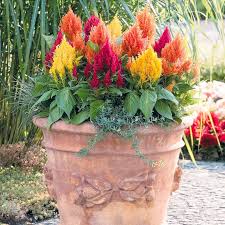 Celosia Plants Cockscomb Feathered Amaranth Celosia Plant Beautiful Flowers Garden Planting Bulbs