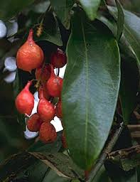 Image result for Connaraceae