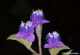 Image result for Cyanotis caespitosa