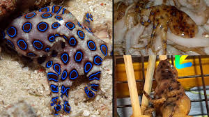 อย่างไรก็ตาม พิษของหมึกบลูริงหรือหมึกสายสีน้ำเงินมีชื่อว่า maculotoxin(มาคูโลทอกซิน) ซึ่งมีลักษณะคล้ายกับพิษของปลาปักเป้าที่มีชื่อว่า tetrodotoxin(เทโทร. à¸ªà¸²à¸¢à¸«à¸¡ à¸à¸£à¸°à¸§ à¸‡ à¸£ à¸ˆ à¸à¸šà¸¥ à¸£ à¸‡ à¸«à¸¡ à¸à¸ªà¸²à¸¢à¸§à¸‡à¸™ à¸³à¹€à¸‡ à¸™ à¹€à¸• à¸­à¸™à¸– à¸‡à¸•à¸²à¸¢à¸ž à¸©