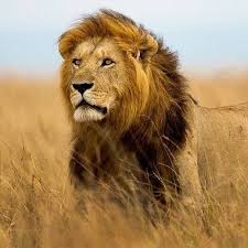 African Lions Could Be Extinct By Year 2050 If Decimation Is Not Stopped The Population Is Less Than Half Of Three Deca Animals Wildlife Animals African Lion