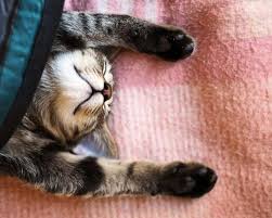 Tahukah anda bahwa arti dari mimpi banyak orang pakai baju putih berkerubung mungkin mempunyai makna yang baik atau bahkan buruk bagi kehidupan anda. Dream Tafsiran Mati Kucing Tafsiran Mimpi
