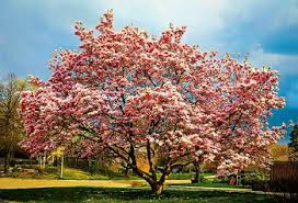 We did not find results for: Magnolia Trees For Sale Buy Magnolia Trees Online The Tree Center