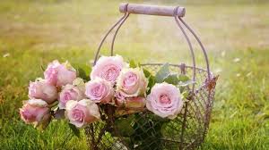 Hal itu dikarenakan bunga mawar memiliki bentuk yang unik dan cantik serta memiliki bau yang harum. Apa Bedanya Mawar Merah Dan Pink Cari Tahu Artinya Sebelum Beri Hadiah Bunga Di Valentine S Day Tribun Jabar