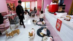 Maybe you would like to learn more about one of these? Corgis Wait Tables At Shanghai Cafe Pet Cafe Dog Cafe Pet Hotel