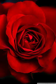 Pin By Serena Chen On Roses Beautiful Rose Flowers Images Red Roses Wallpaper Rose Wallpaper