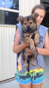 Tails docked, family raised puppies. German Shepherd Puppies For Sale In Ohio German Shepherd Breeders German Shepherd Puppies German Shepherd Breeders Puppies