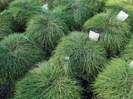 Image result for Casuarina glauca