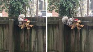 We did not find results for: Man Builds A Tiny Picnic Table And Attaches It To A Wooden Fence For Squirrels To Use While Eating