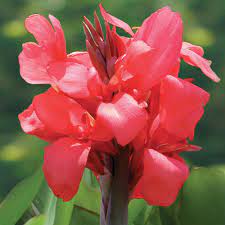 Canna Pink Magic Longfield Gardens