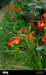 Image result for Crocosmia aurea