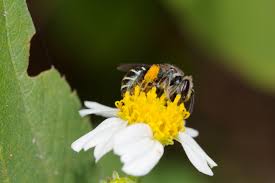 Image result for Lipotriche