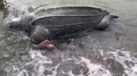 We would like to show you a description here but the site won't allow us. Newsflare Mystery Sea Creature Found On Beach In Philippines Terrifies Villagers