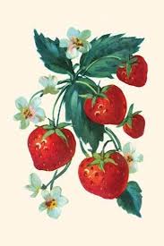 Five Strawberries And Flowers Strawberry Drawing Strawberry Art Flower Painting