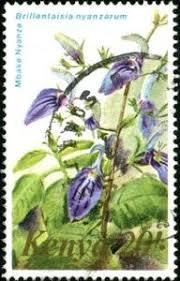 Image result for Brillantaisia owariensis