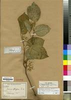 Image result for Marsdenia dregea