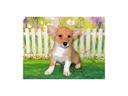 Pembroke welsh corgis for sale in chicago are dogs that were born to work hard and herd animals, it's literally in their blood. Pembroke Welsh Corgi Puppies Breed Info Petland Bolingbrook