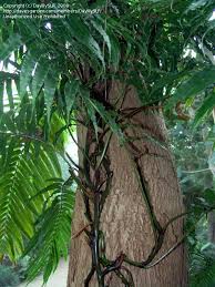 Image result for Lomariopsis