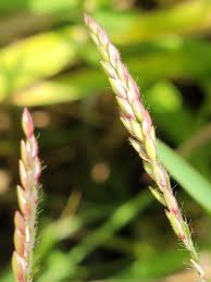Image result for Gilgiochloa