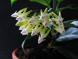 Image result for hoya multiflora