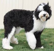 Black And White Sheepadoodle For Sale Meet Charlee Sheepadoodle Sheepadoodle Puppy Poodle Mix