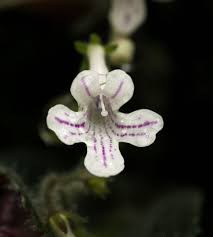 Image result for Streptocarpus hirticapsa
