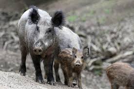 Tetapi sang babi hutan tidak memperdulikan tingkah sang rubah dan tetap melanjutkan pekerjaannya. Warga Tasikmalaya Terluka Parah Usai Diseruduk Babi Hutan Republika Online