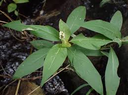 Image result for Persicaria barbata