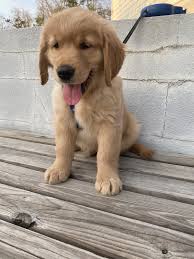 Trainpetdog.com has been visited by 10k+ users in the past month Golden Retriever Puppies For Sale Cary Nc 326586