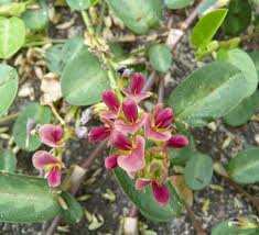 Image result for Alysicarpus