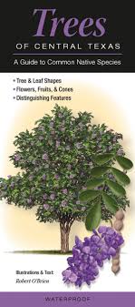 Stately tree with narrow, open and rounded canopy. Trees Of Central Texas A Guide To Common Native Species Quick Reference Guides Robert O Brien 9780982490525 Amazon Com Books