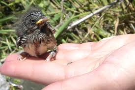 Young Or Old Song Sparrows Experience Climate Change