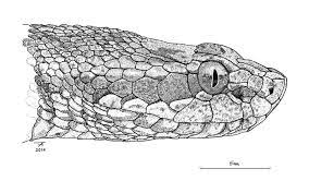 Deadly serpents writhe on her head. Alay Pit Viper Gloydius Rickmersi Illustrations On Behance